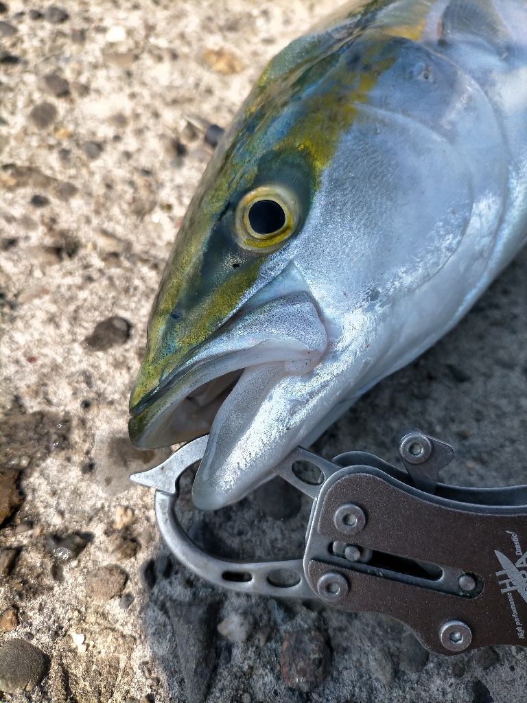 久々のハマチ!!