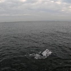 今日はジグがよくあたる(*^^*)