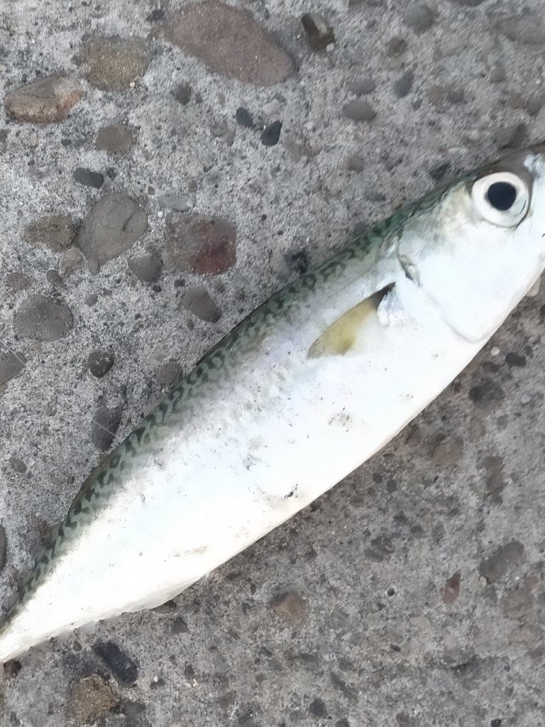 近場ライトゲーム