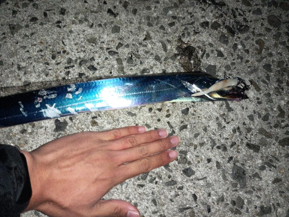 今年初！太刀魚