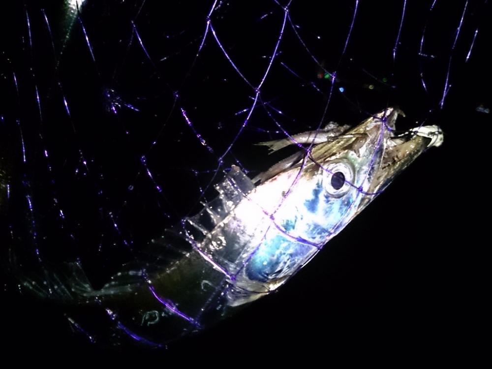 今シーズン初タチウオ