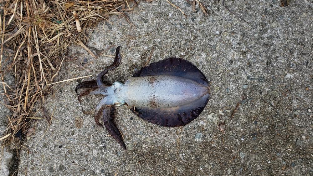 アオリイカ釣れた！