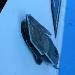 シマアジ リベンジ