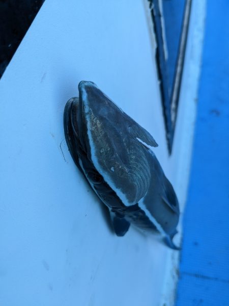 シマアジ リベンジ