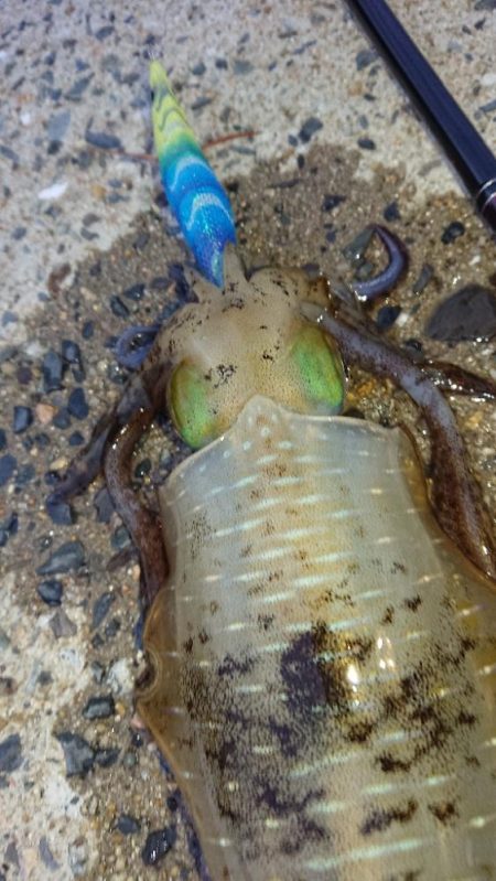 対馬エギング釣果