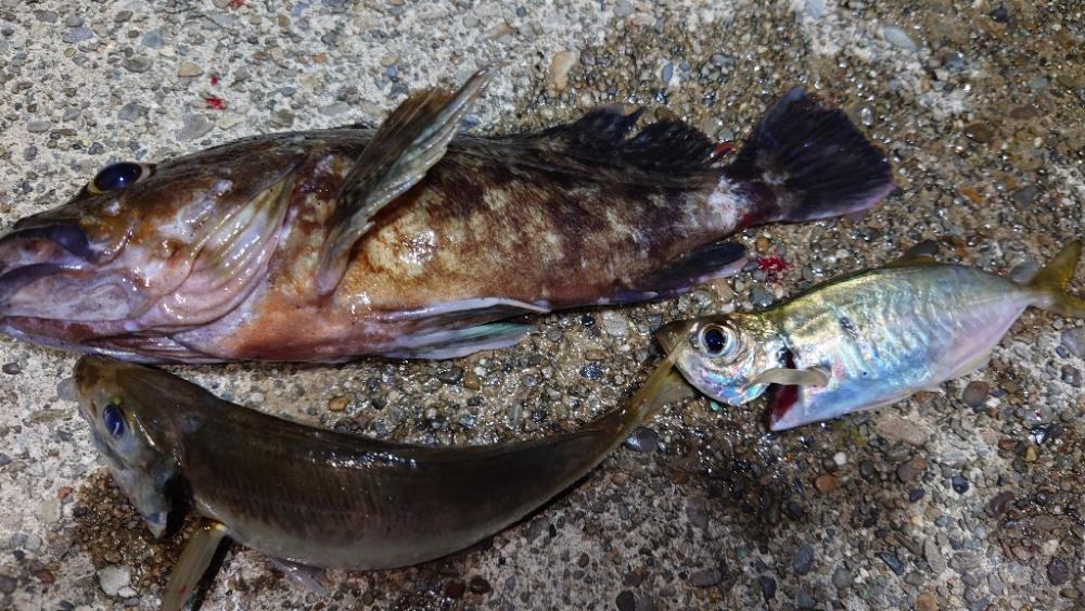 落とし込み＆アジング