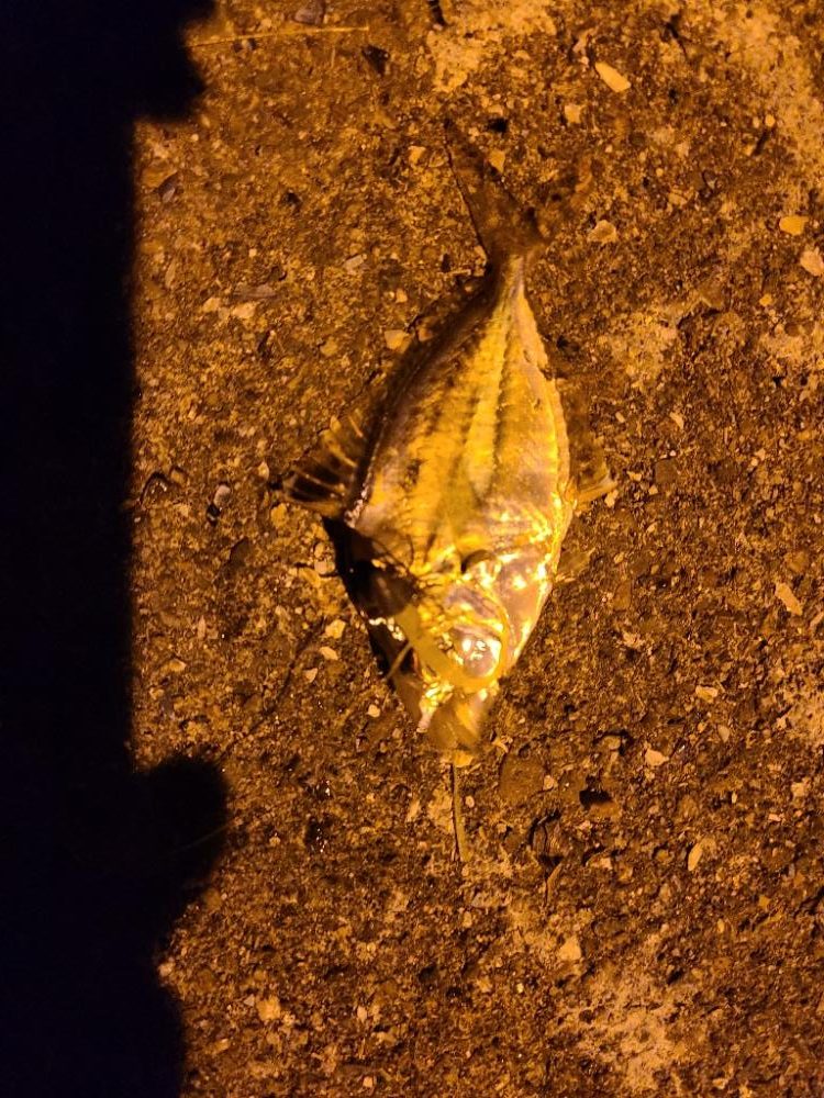 いまいちでした