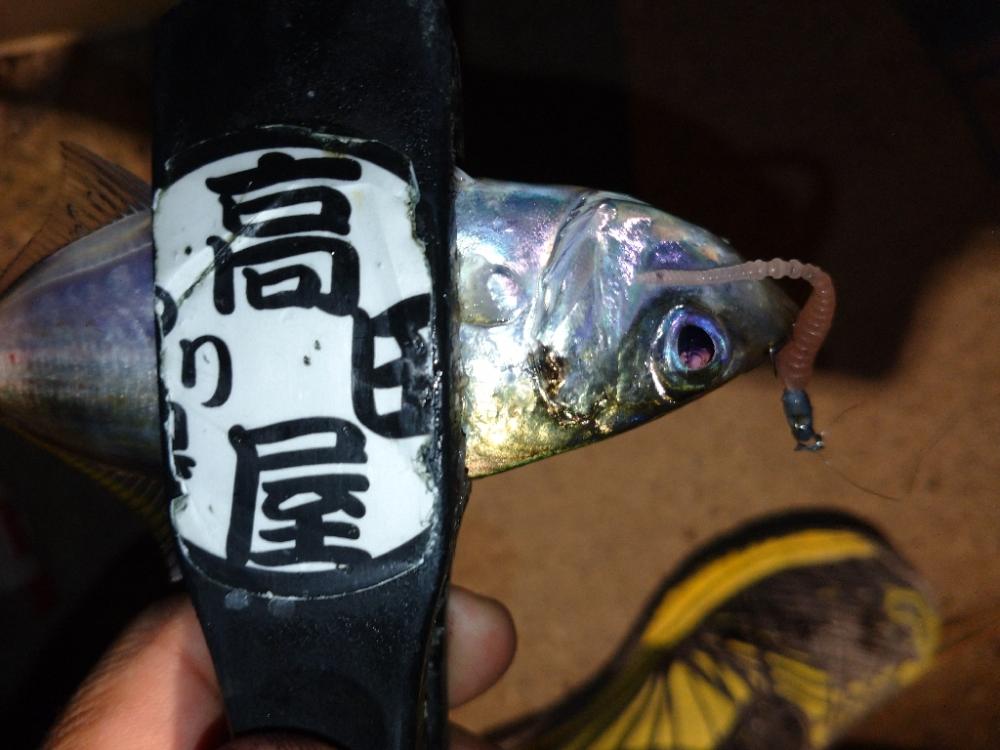 今夜も姫路でアジング調査