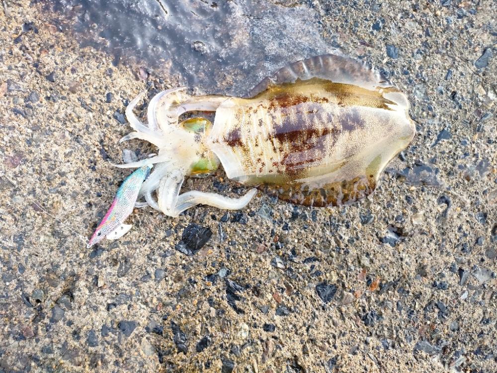 浜田港エギング