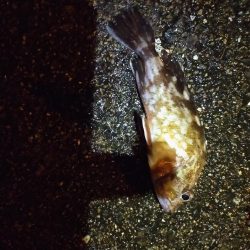 久々に短時間夜釣り