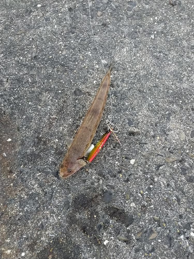 青物狙いでおまけも