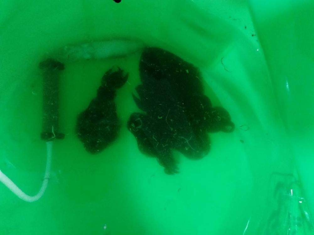 今年初コウイカゲット!!