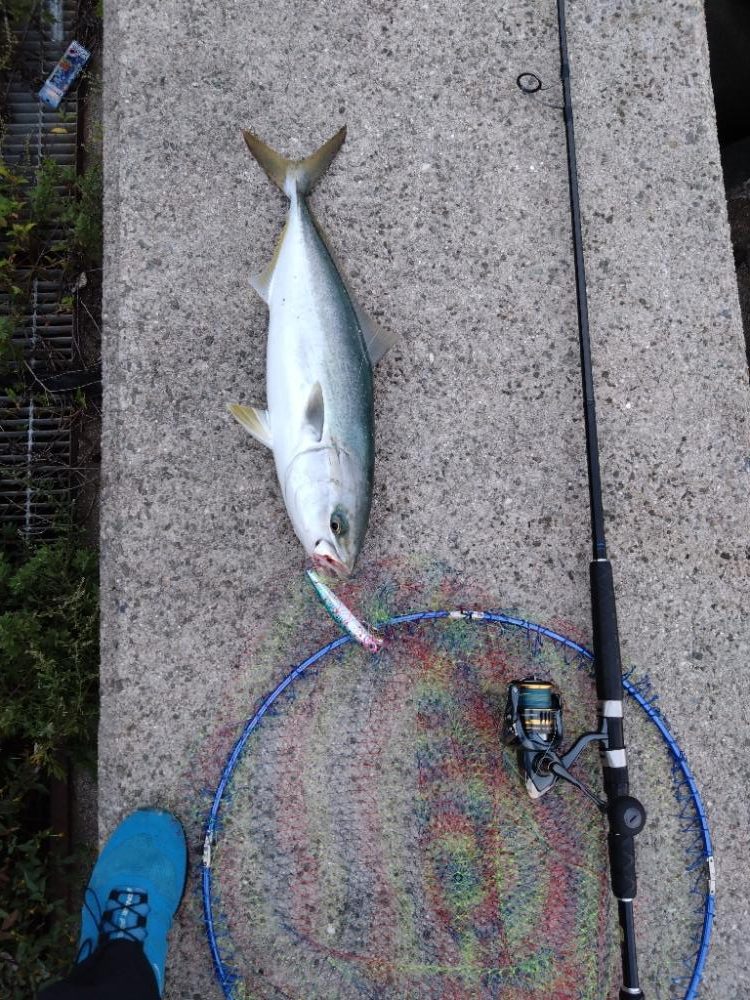 サワラが釣りたいけどメジロ!