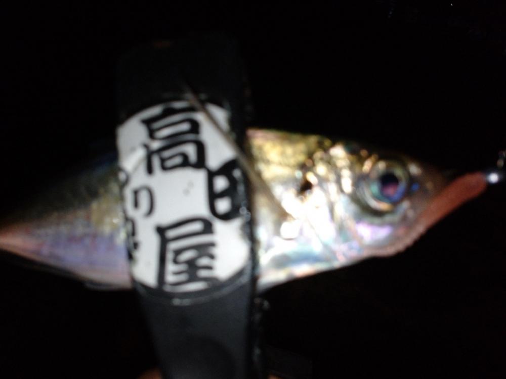 姫路でアジング