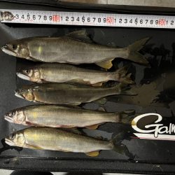 鮎釣り
