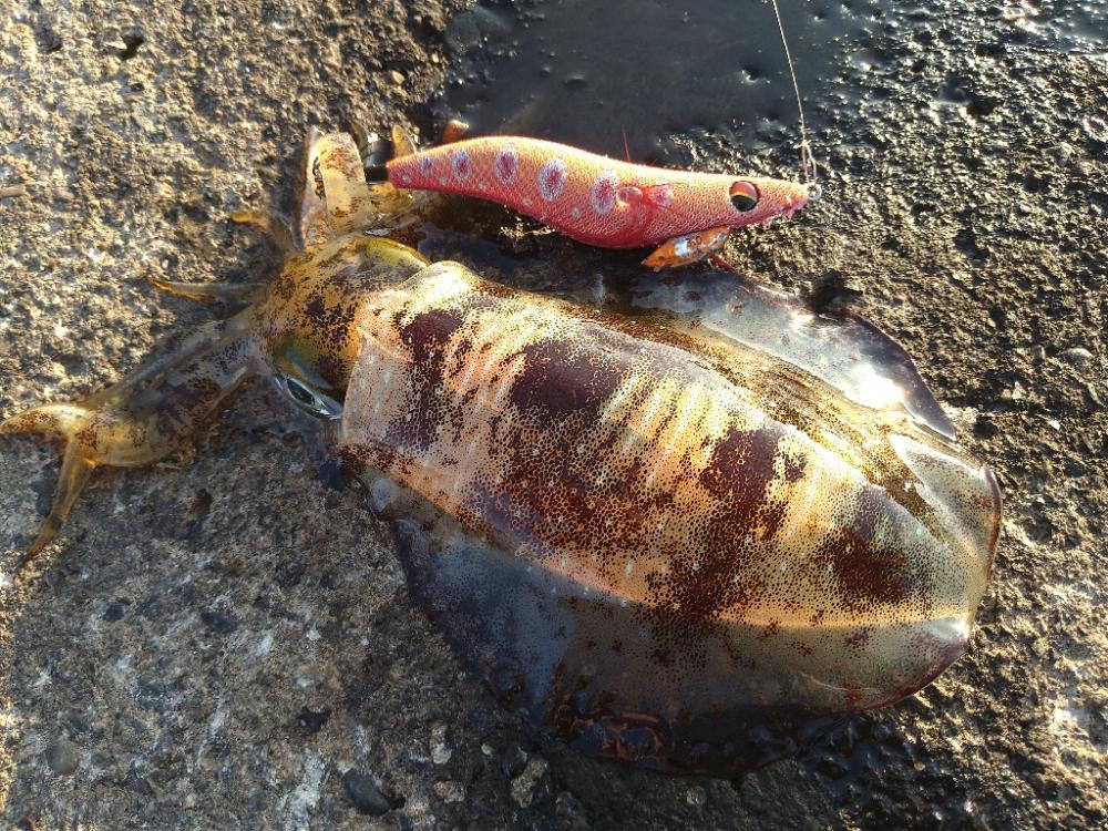 渋くはなってきましたが