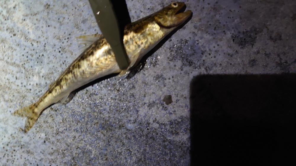 ライトロックゲーム