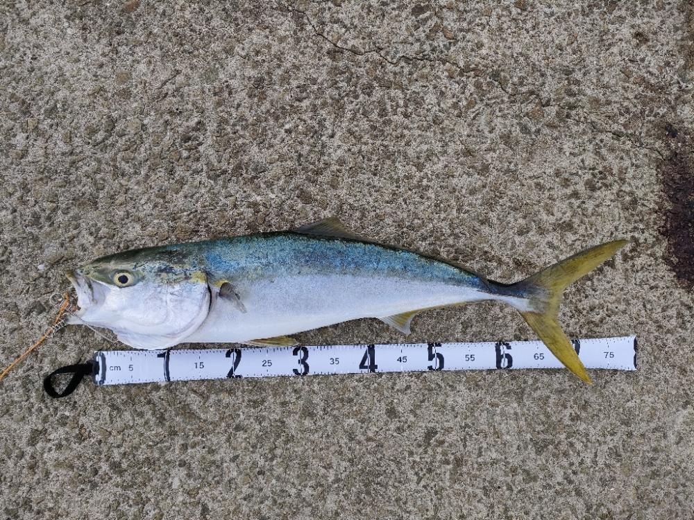 今シーズン青物６匹目