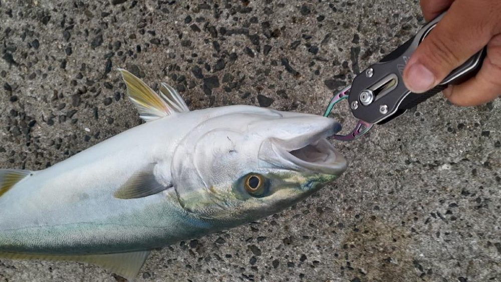 朝イチはメジロがふえてます!