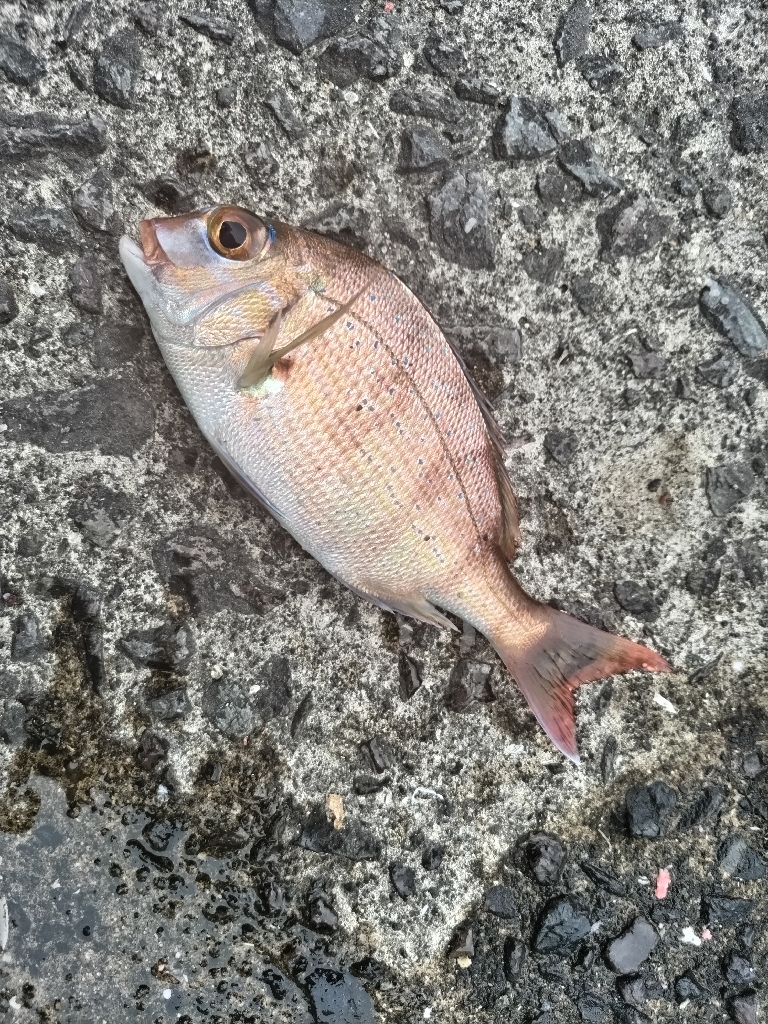 家族で五目釣りす