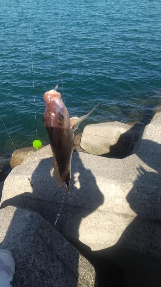 チャリコ、チャリコ、バリ…