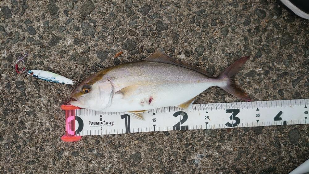 1年振りのメジロさん