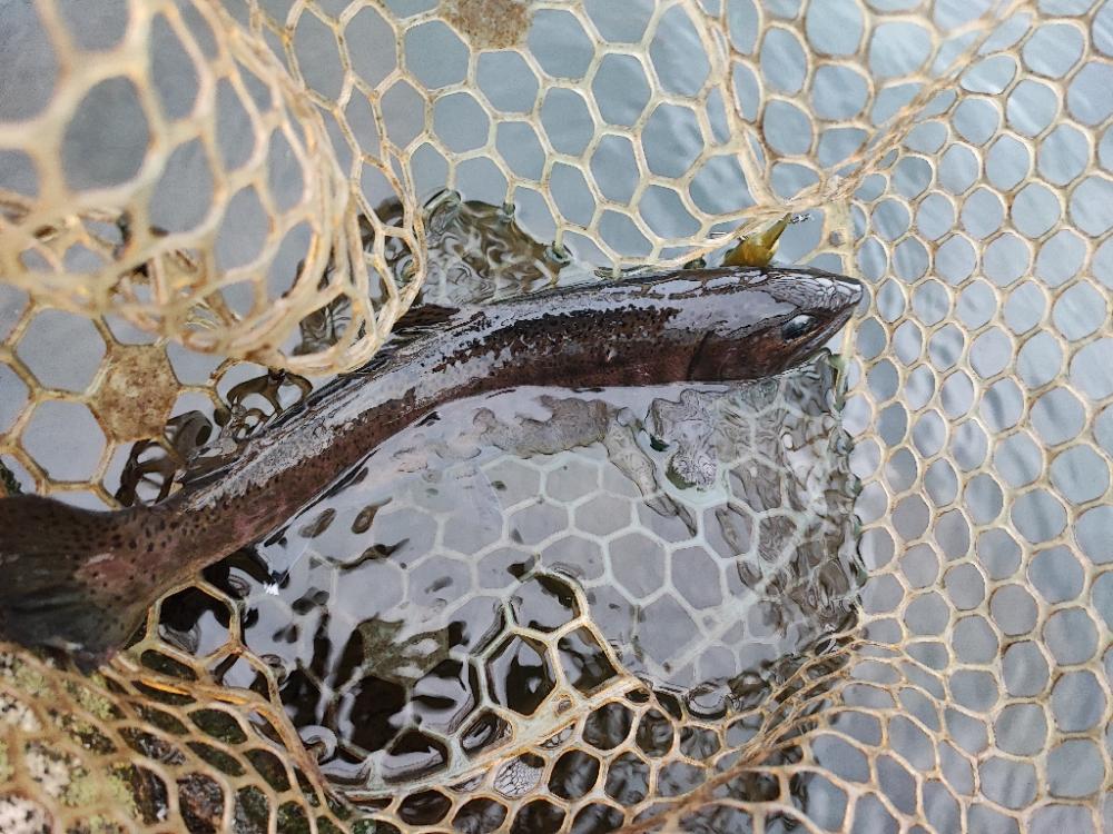 埼玉でニジマス釣り
