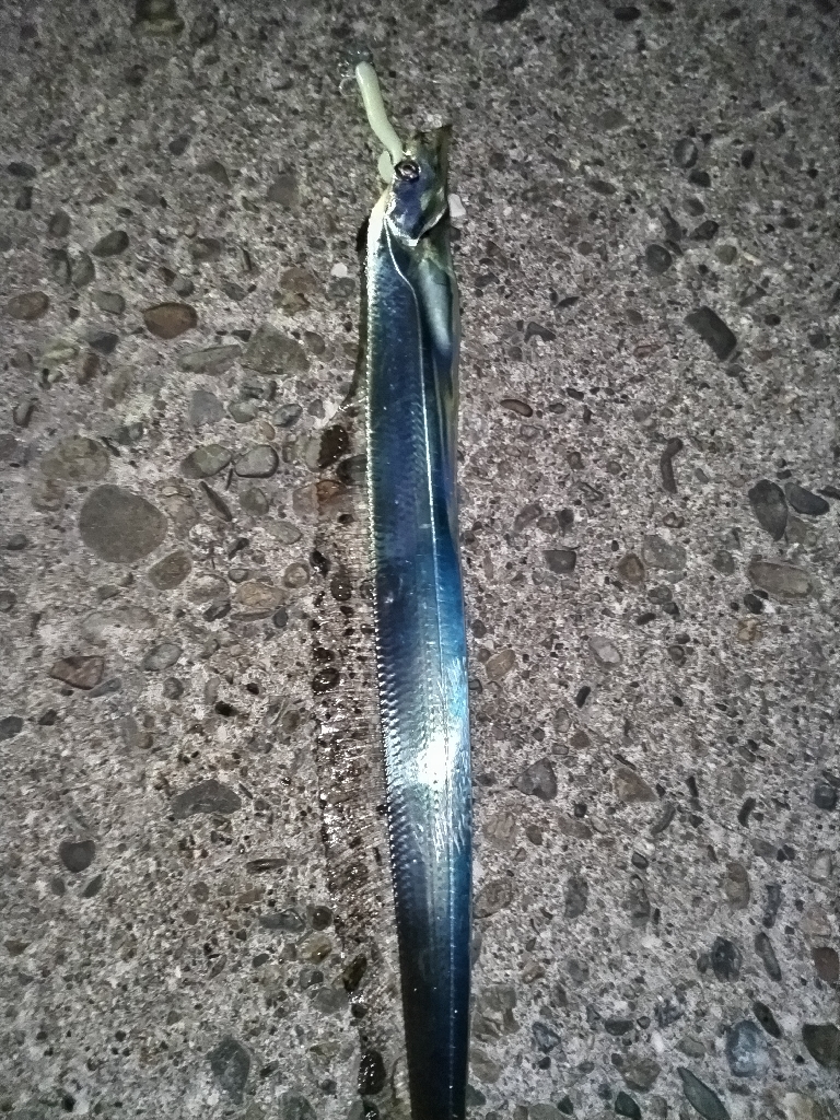 タチウオ楽しい