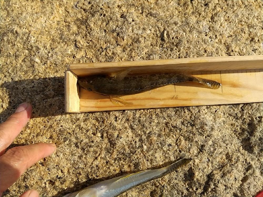 淀川ハゼ～穴釣り開幕戦