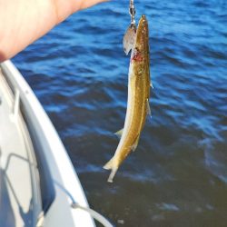 青物ナブラ撃ちとジギングで東京湾五目釣り