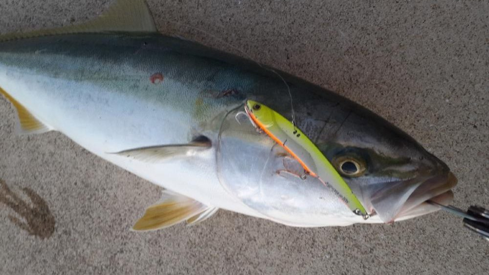 先日に続きブリ族はいい感じ