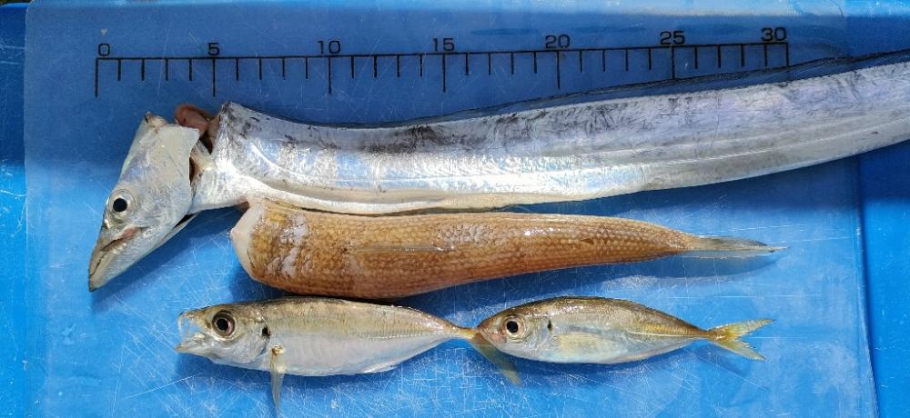 貝塚人工島ベランダでメジロ