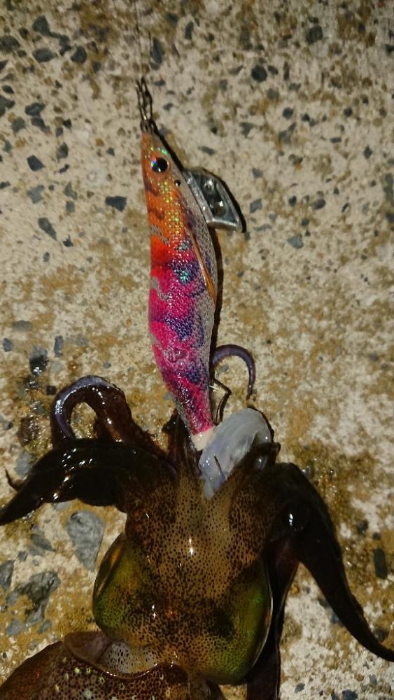 対馬エギング釣果