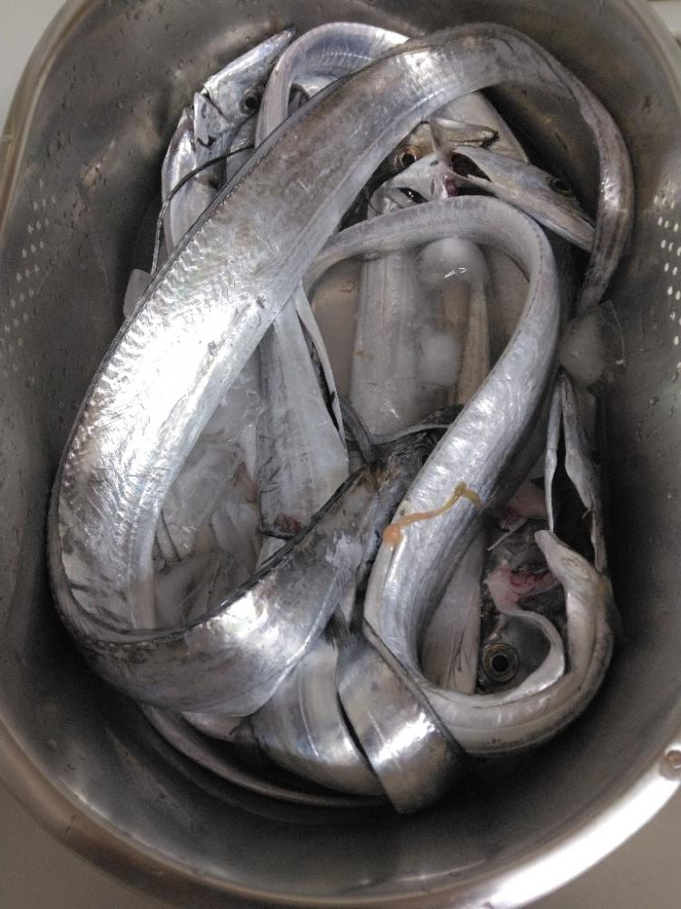 タチウオ釣れてます