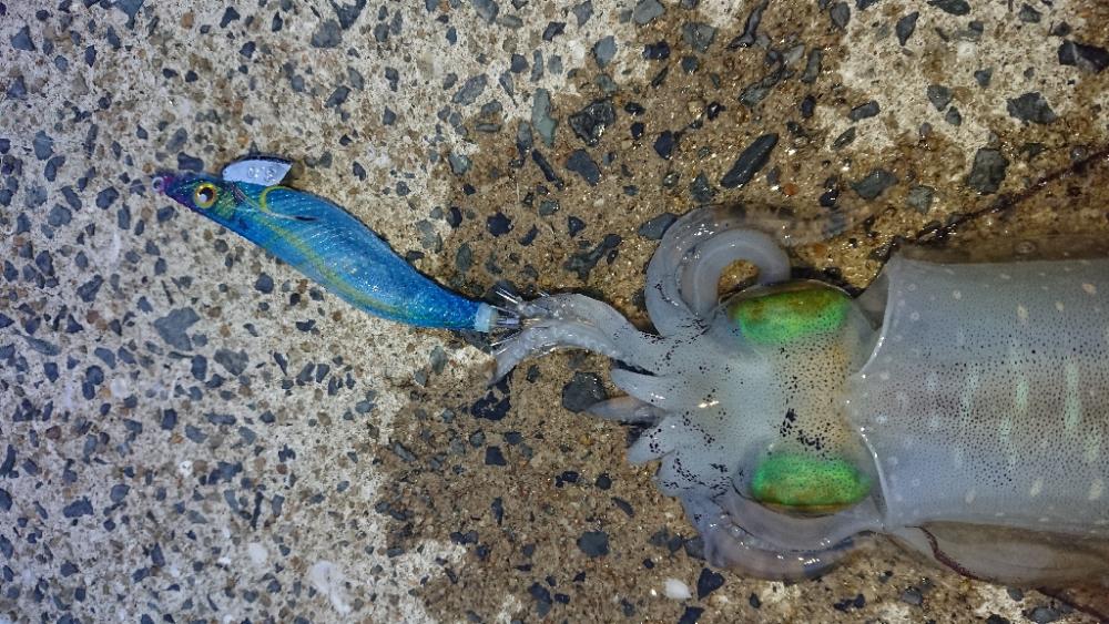 対馬エギング釣果