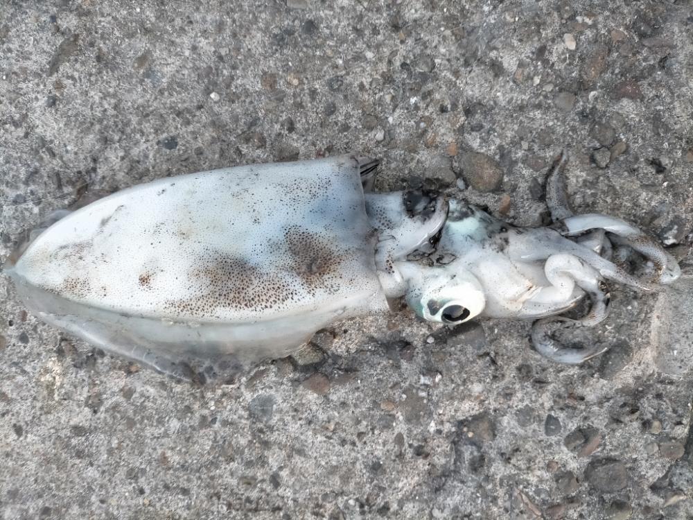 快晴の日は渋め？