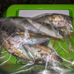 9月最後のジジジジジ〜