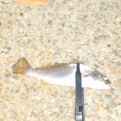 シーバスウヨウヨだ！