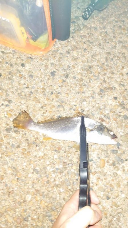 シーバスウヨウヨだ！