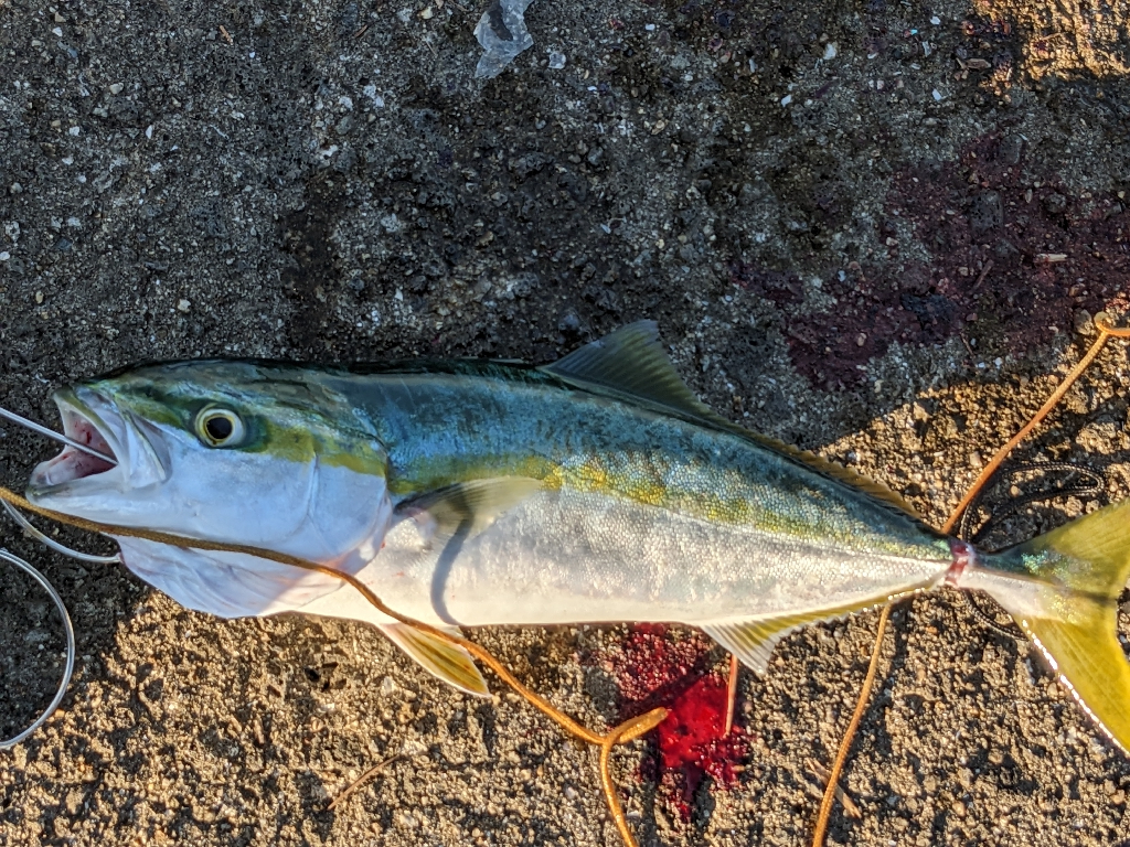 武庫タチ１１０センチ