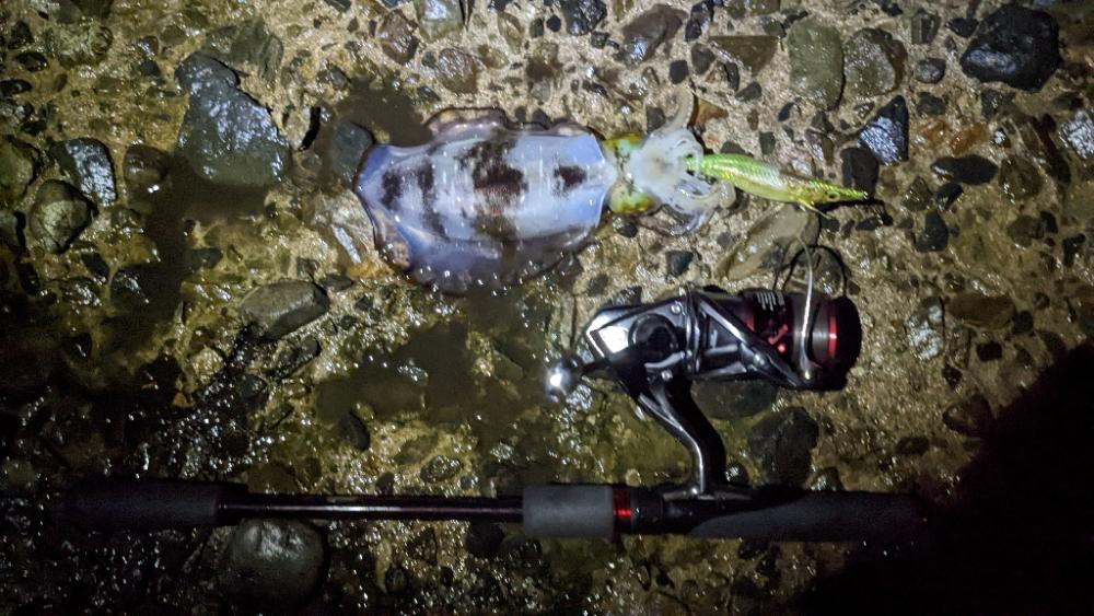 ヤエン修行で初ヤエンアオリゲット