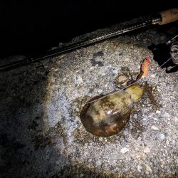 アオリ17杯、数出にくくなりました(・x・…