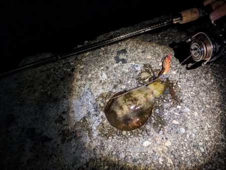 アオリ17杯、数出にくくなりました(・x・…