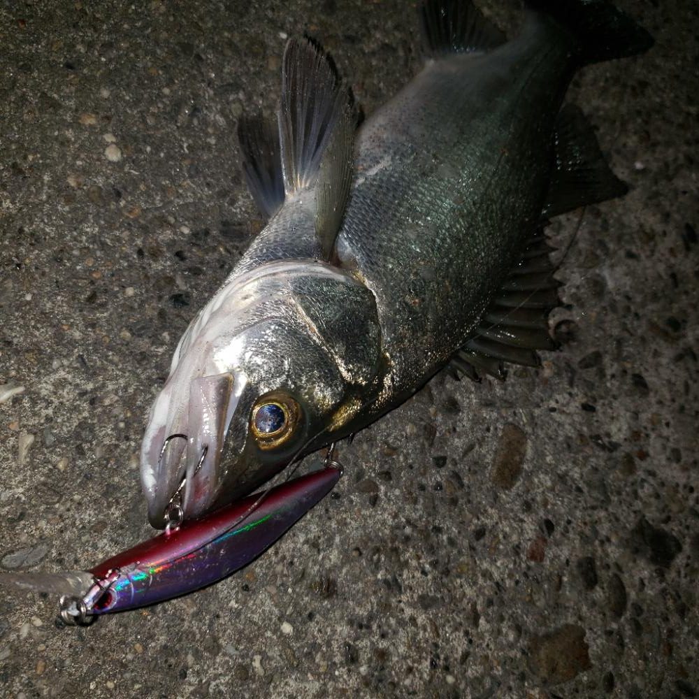 おはようシーバスさん！