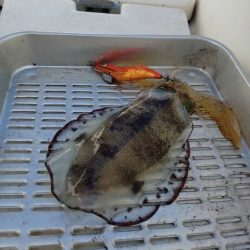 宮津ボートエギング