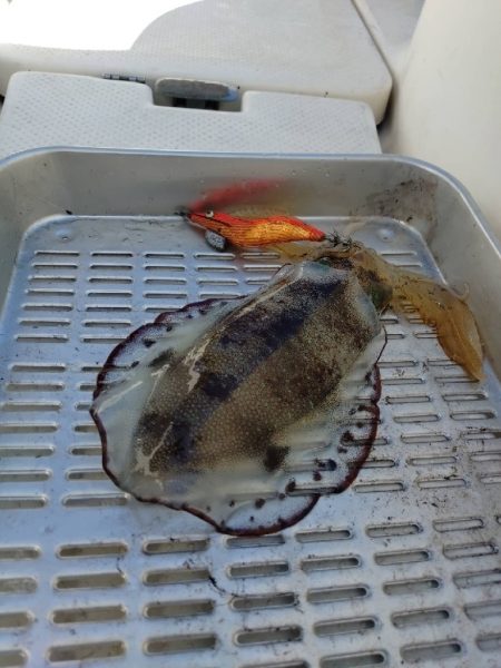 宮津ボートエギング