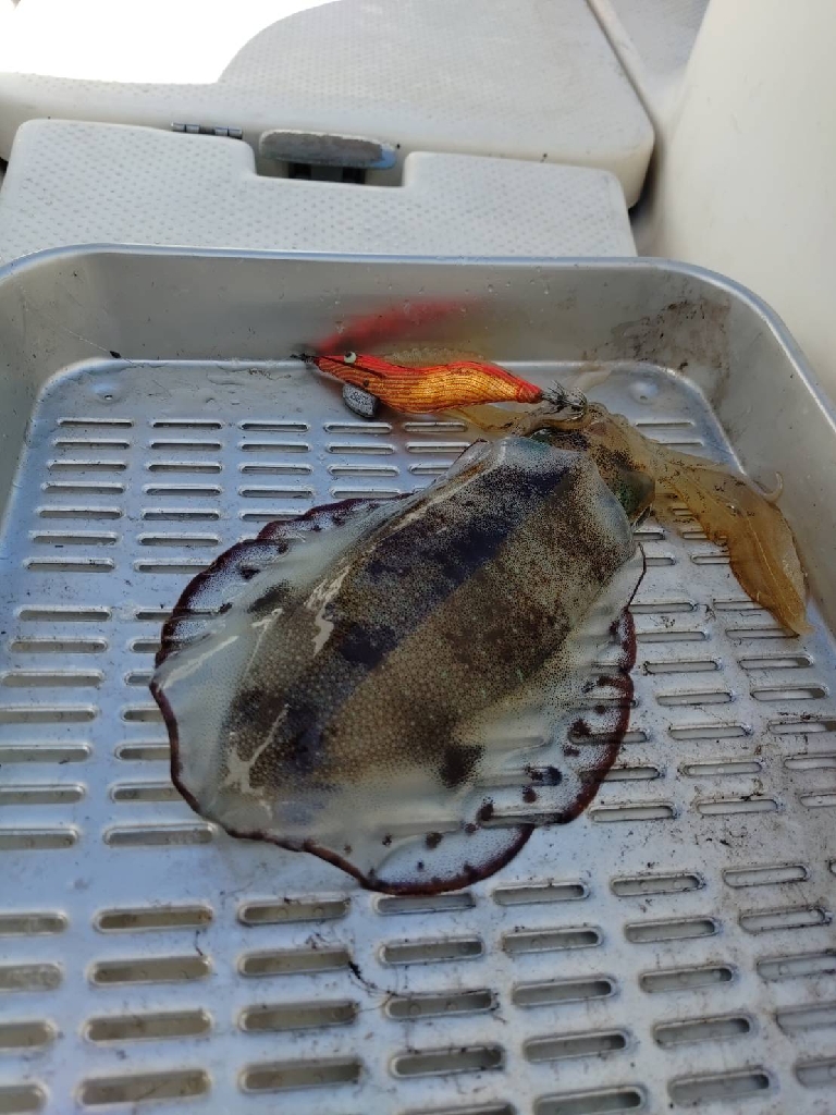 宮津ボートエギング