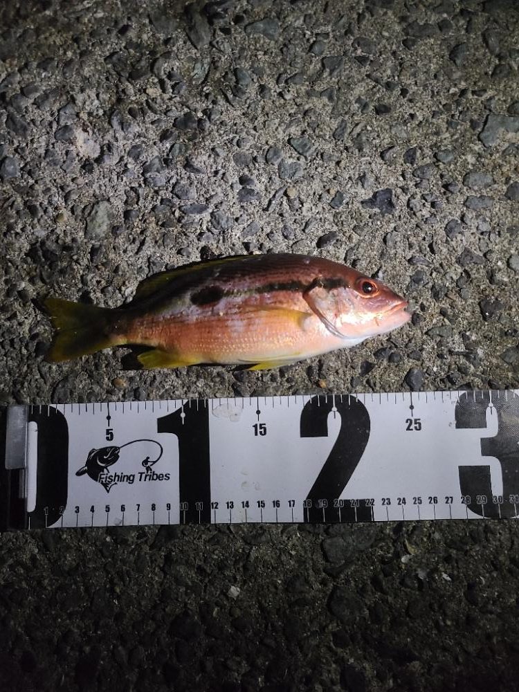 再度ヒラマサを