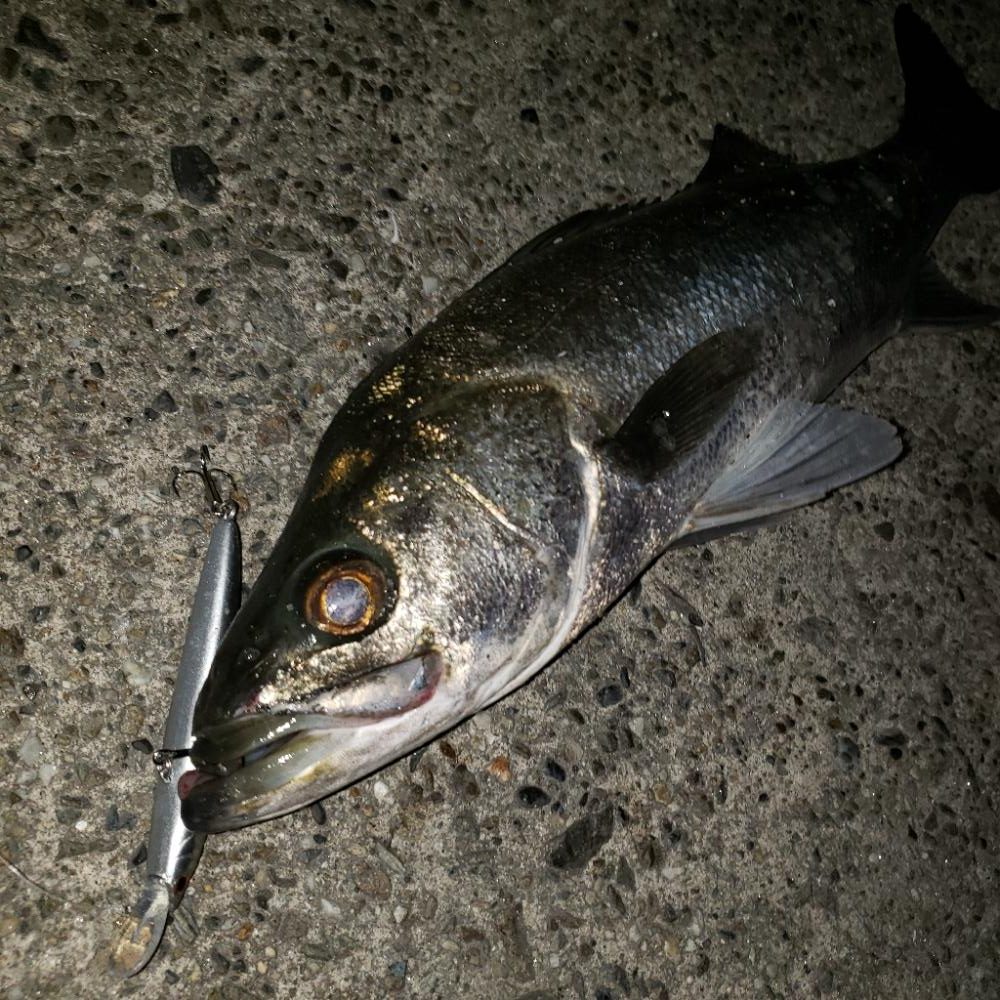 おはようスズキさん!