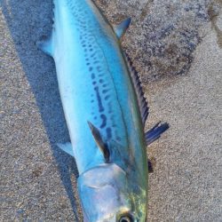 早朝はブリ、サワラまわってます！